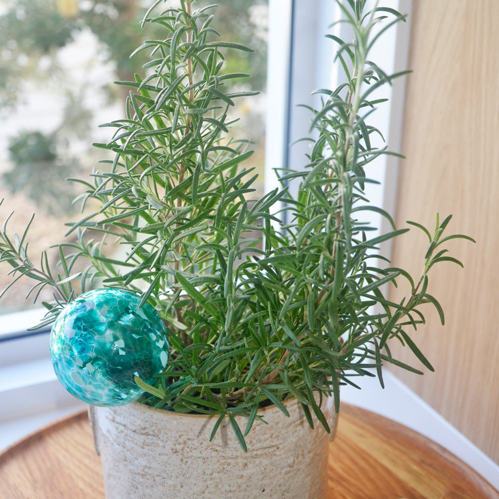 Annabel Trends - Plant Water Globes - Green